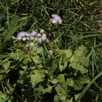 Ageratum houstonianum Mill.